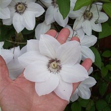 Клематисы Почвопокровные