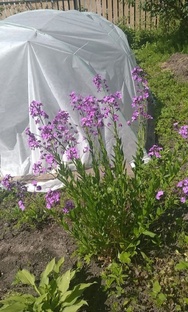 От грядки до фотографа 