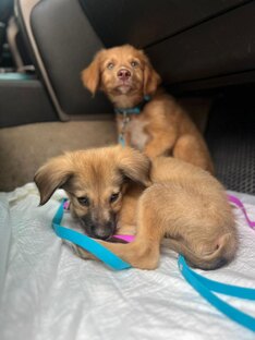 Они ищут дом 