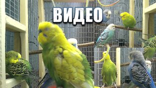 Длинные видео с попиками