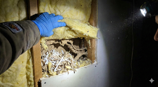 мыши в стенах