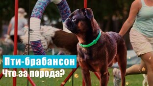 Дневник собаковода. Бытовые моменты собаки и его хозяина.