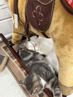 Я тебя сьем