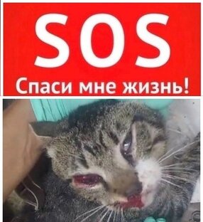 Кот Шанс