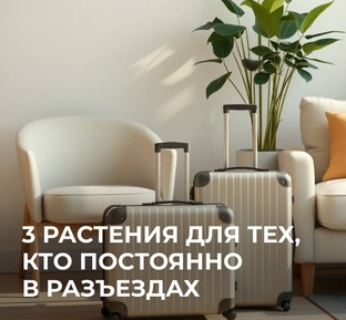 Растения для дома