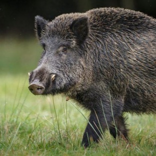 Кабан: дикий гений леса с клыками и характером