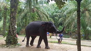 Тайланд. Пхукет 21 ноября - 2 декабря 2025года.