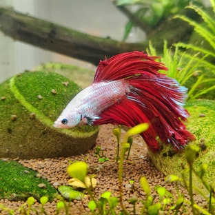 петушиные заметки