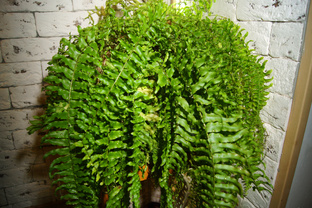 Комнатные растения