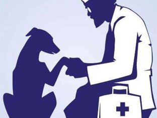 Самые распространённые болезни у котов и собак.