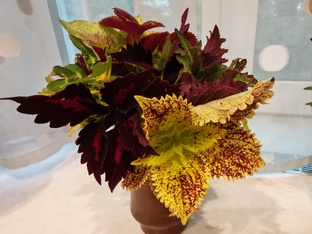 Вегетативка моего сада