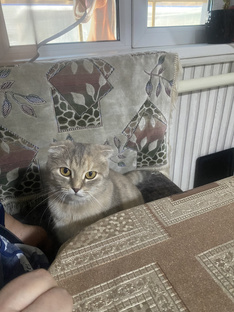 Серия про котят 