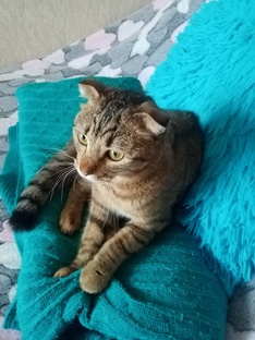 Сериал о пушистиках