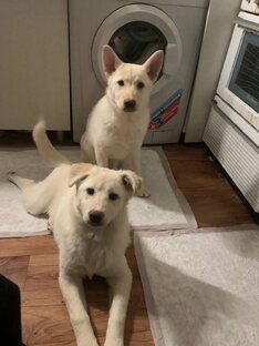 Бим и Бэтти.