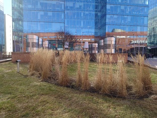 Ландшафтный дизайн. Город, двор.