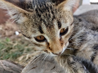 История кота