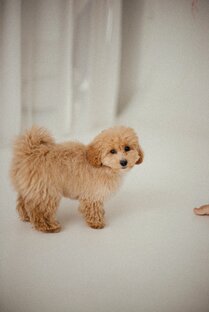 Истории одного пушона!