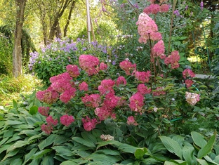Кустарники и деревья