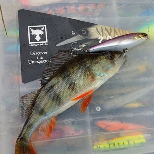 Отчёты о рыбалках