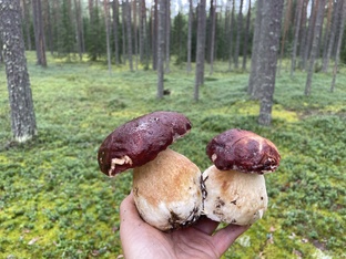 Тихая охота