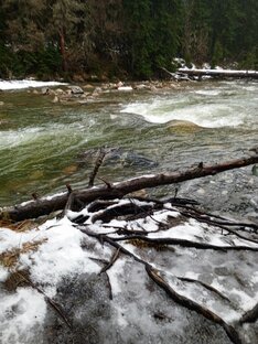 Лесные пейзажи
