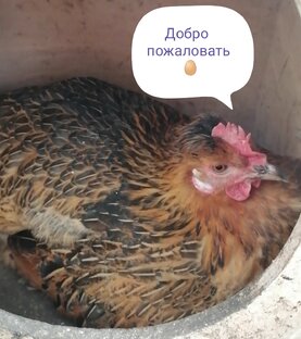 Моё личное подсобное хозяйство 