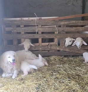 Готовим собаку к беременности