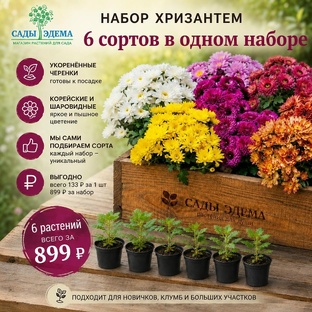 Хризантемы и всё о них от Сады-Эдема.рф