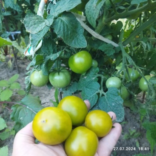 Томаты-гномы. Отзывы о сортах.