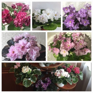 Узамбарские фиалки