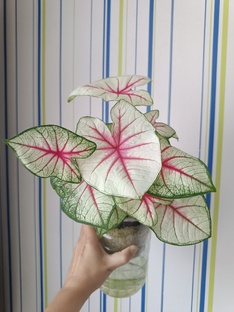 Каладиумы 