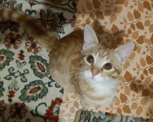 Рыжее счастье 😊