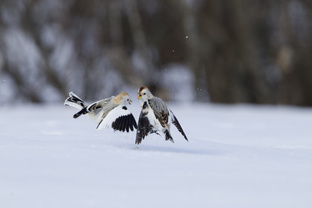 Мурманская область