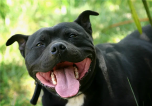 Истории рязанских дачников