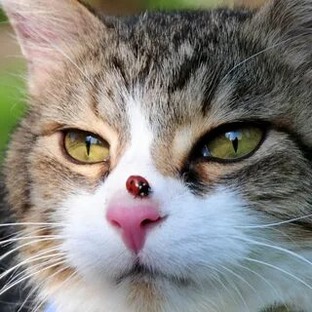 статейки о котейках