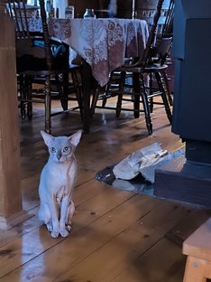 ИНОПЛАНЕТЯНИН⁉️