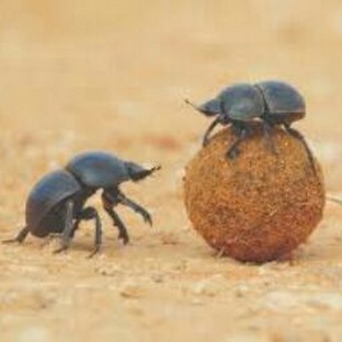 Скарабей: жук-бог, инженер и загадка природы
