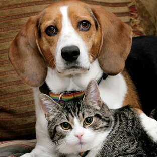 Жизненные истории о братьях наших меньших. 