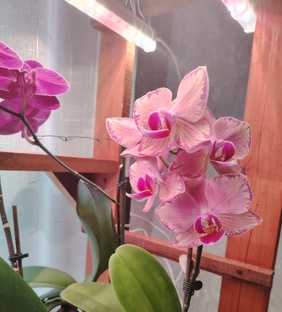 Фаленопсисы. Орхидеи дома