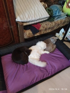 Городская и деревенская жизнь.