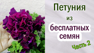 Селекция растений.