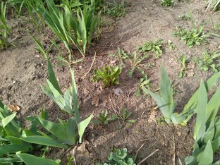 выращивание овощей