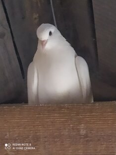 Короткие ролики