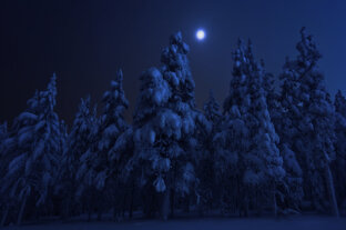 Работа в тайге