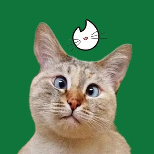 Котики ищут дом