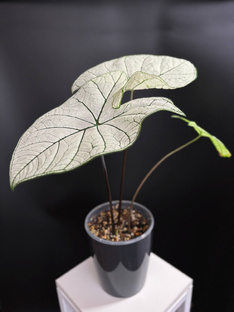 Про каладиумы