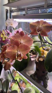 Обработка орхидей от вредителей