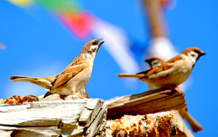 Семейное и детское (Сны о России)