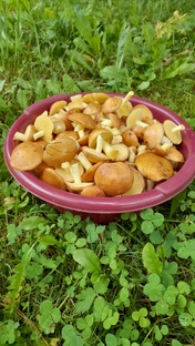 Деревня🏡Сад🌳Огород🍎