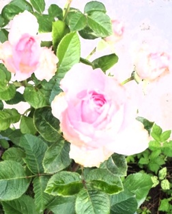 Раскладики🌞